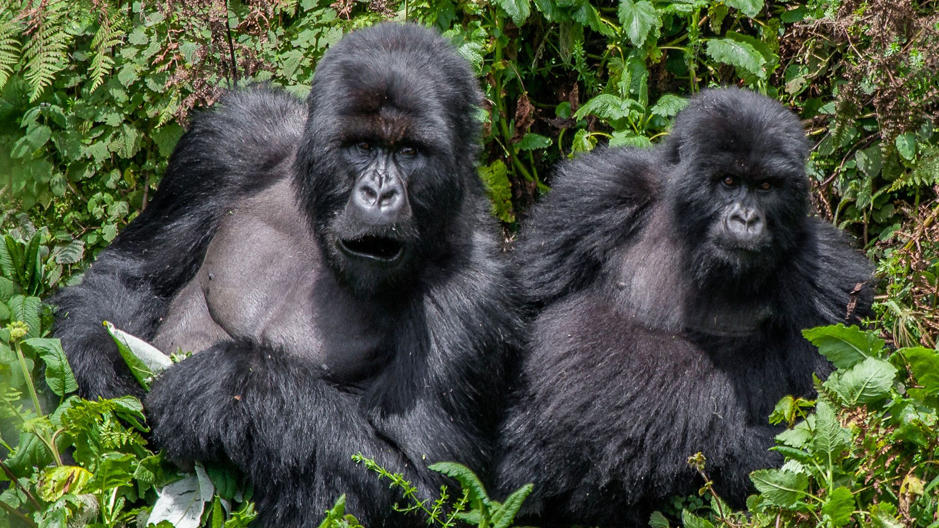 How Disease Transmission Between Humans and Gorillas