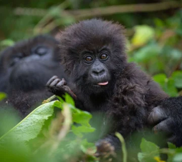 Oruzogo family silverback3 360x320