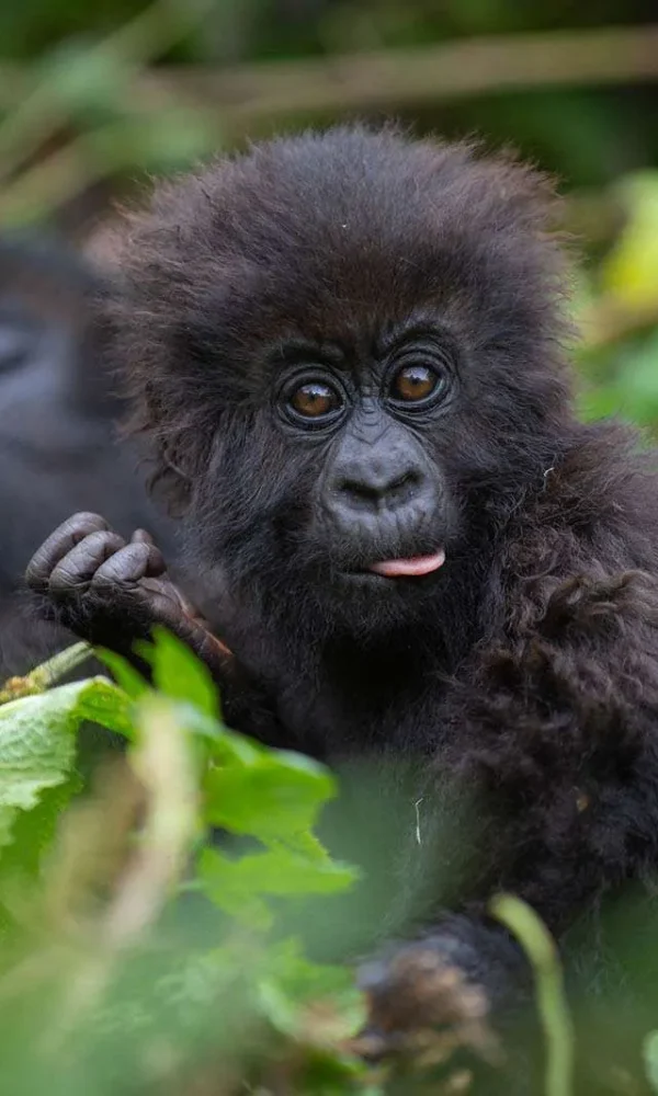 Oruzogo family silverback3 600x1000