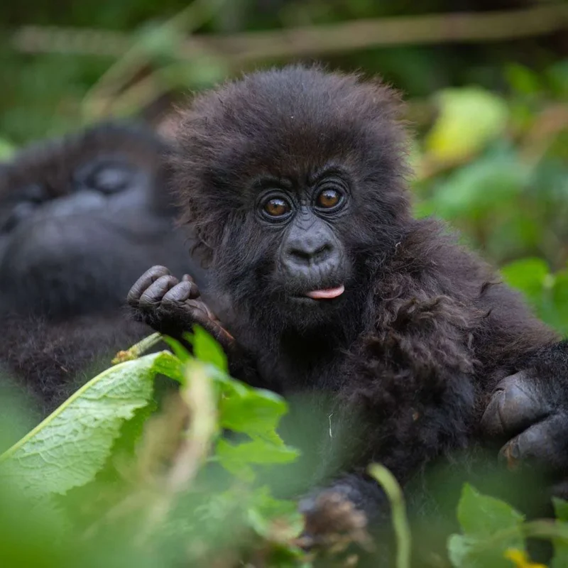 Oruzogo-family-silverback3 Oruzogo-family-silverback3