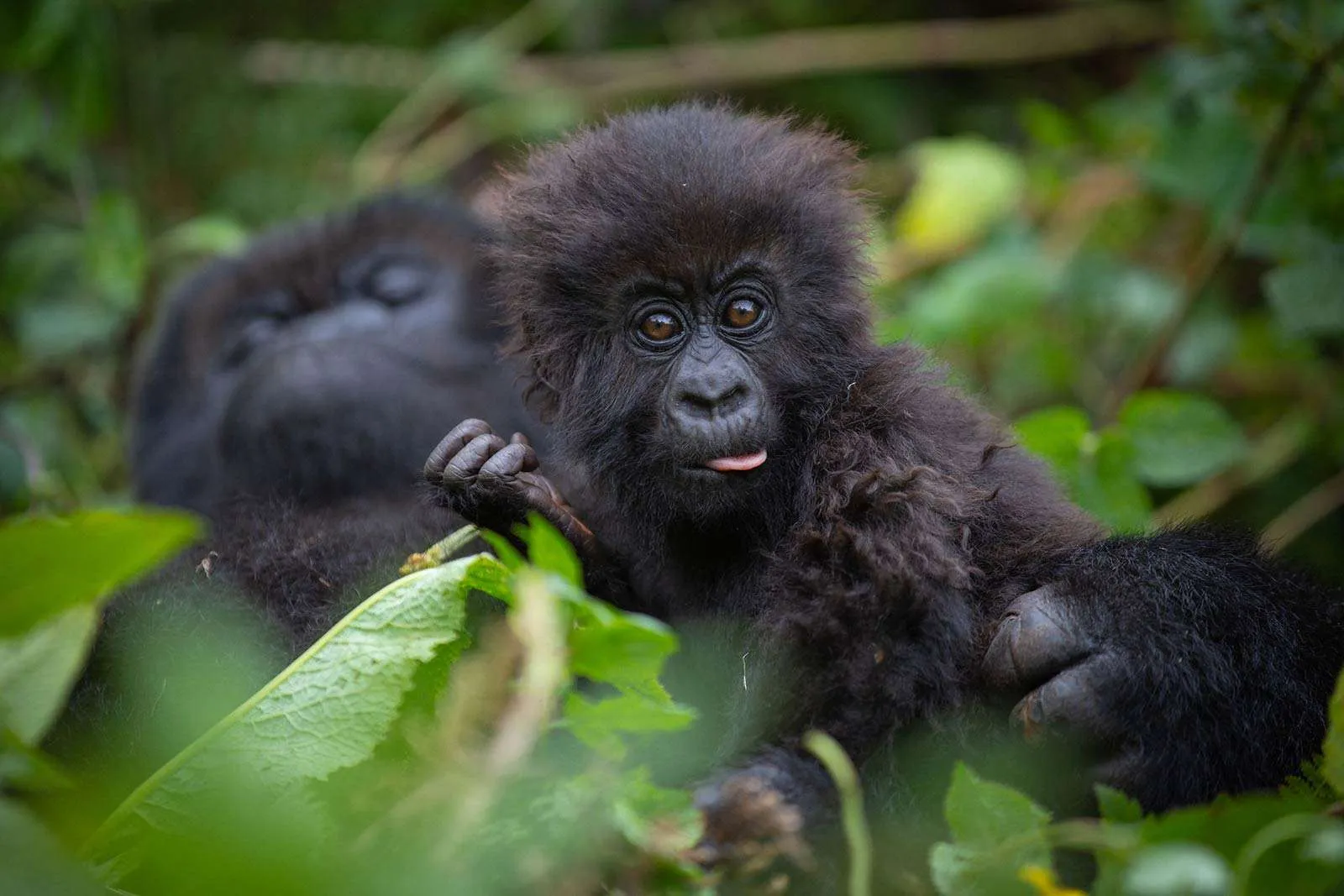 Oruzogo family silverback3