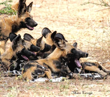 Paintd Dog Pack Wildlife Photography Marc Cronje 360x320