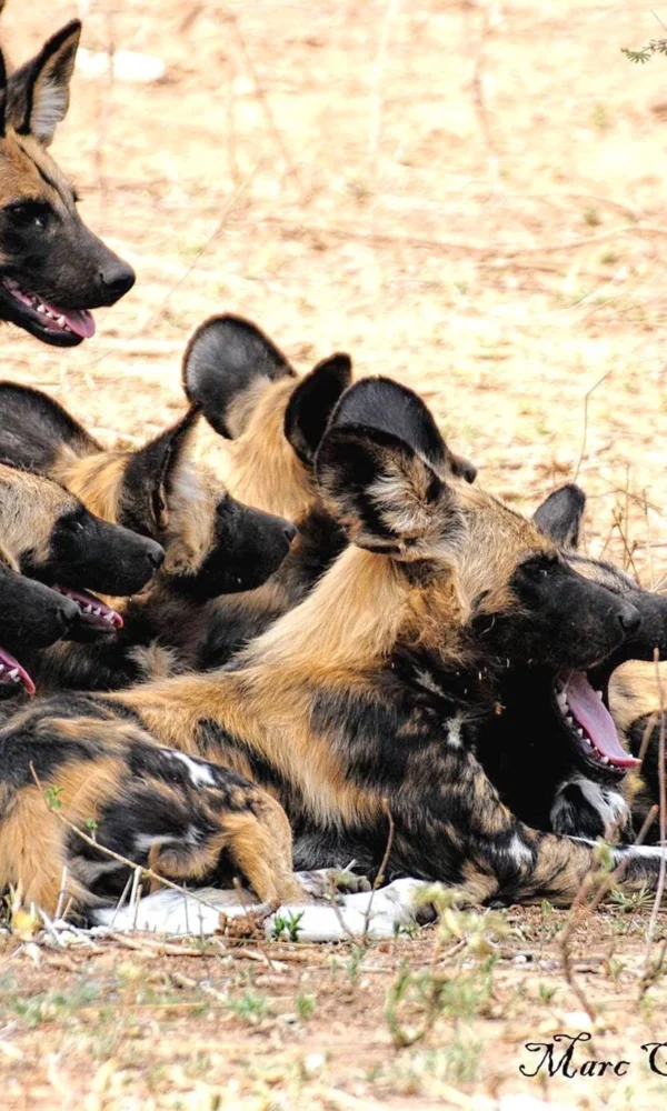 Paintd Dog Pack Wildlife Photography Marc Cronje 600x1000