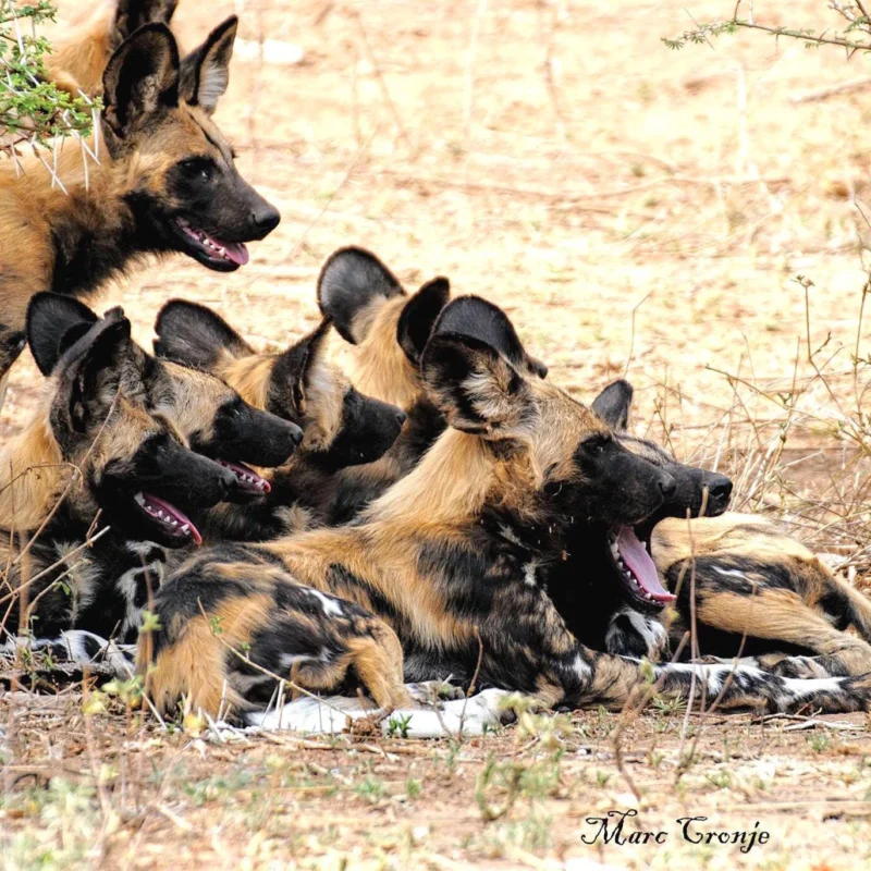 Paintd-Dog-Pack-Wildlife-Photography-Marc-Cronje