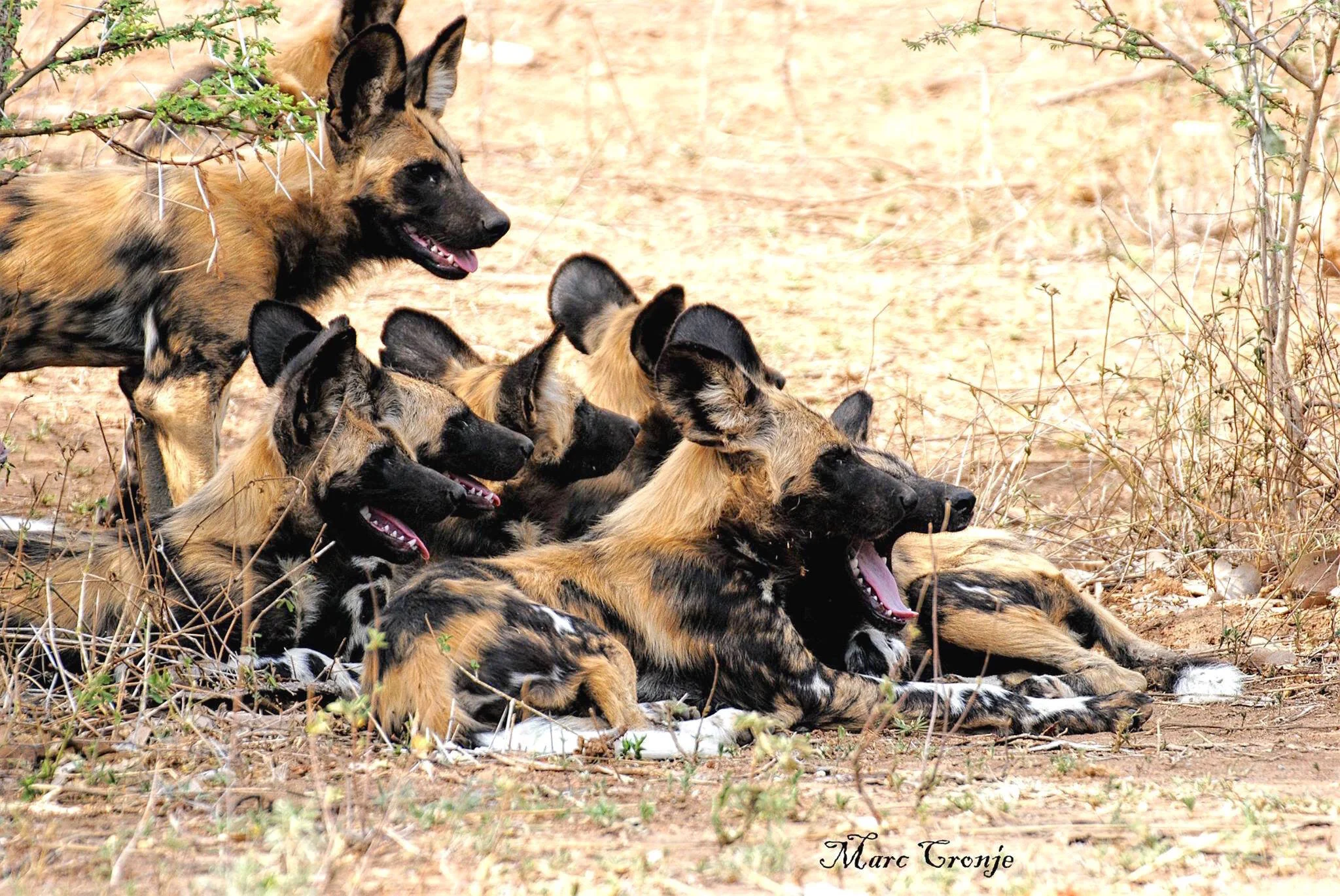 Paintd Dog Pack Wildlife Photography Marc Cronje