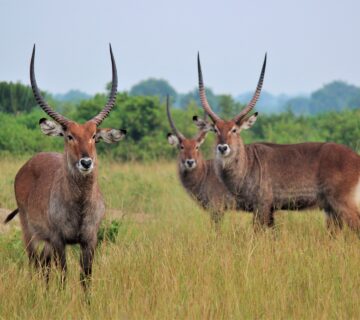 Uganda Wildlife Safaris Prime 360x320
