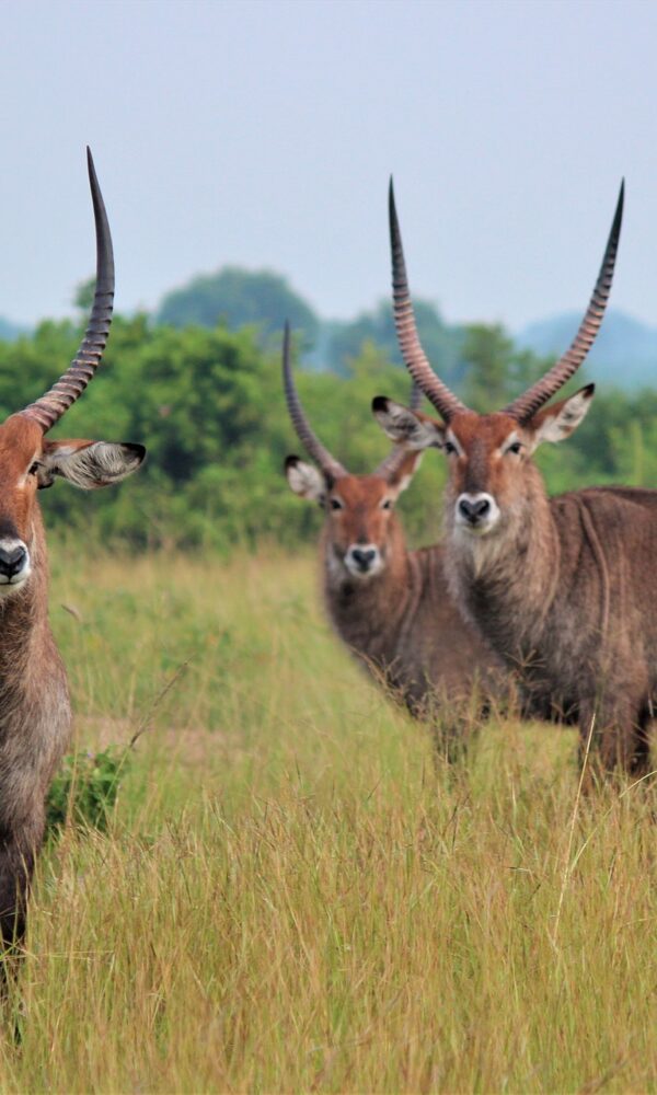 Uganda Wildlife Safaris Prime 600x1000