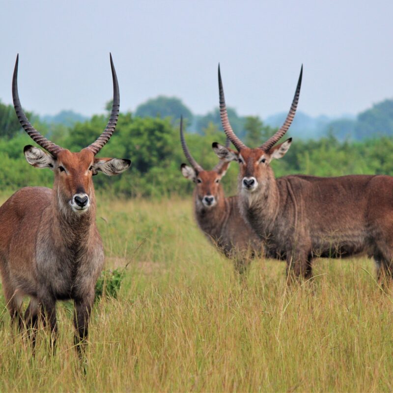 Uganda-Wildlife-Safaris-Prime Uganda-Wildlife-Safaris-Prime