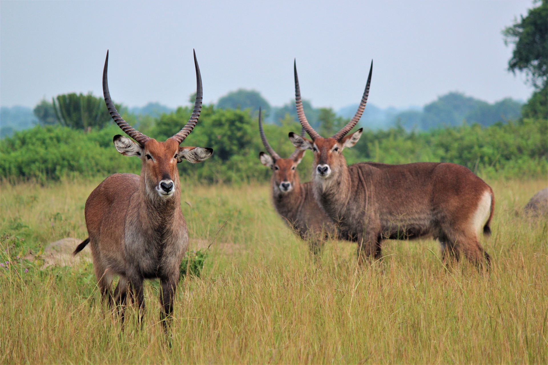 Uganda Wildlife Safaris Prime