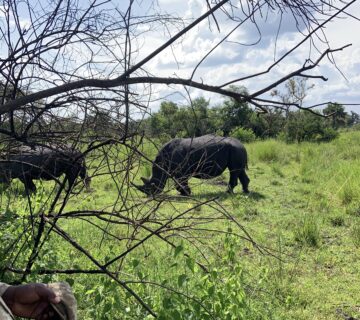 White rhinos at Ziwa Rhino Sanctuary, Uganda