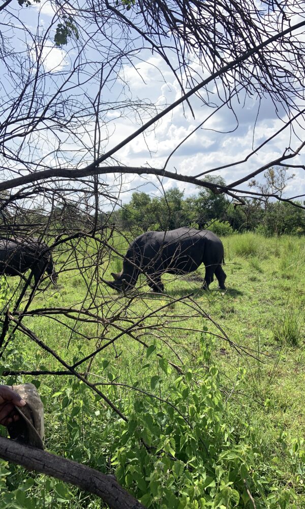 White rhinos at Ziwa Rhino Sanctuary, Uganda