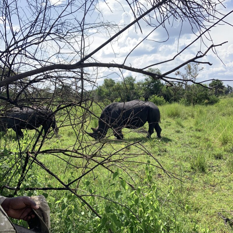 White rhinos at Ziwa Rhino Sanctuary, Uganda White rhinos at Ziwa Rhino Sanctuary, Uganda