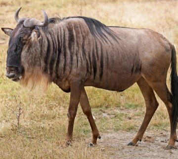 Wildebeest 360x320