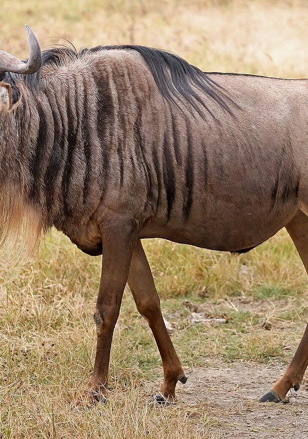 Wildebeest 600x853