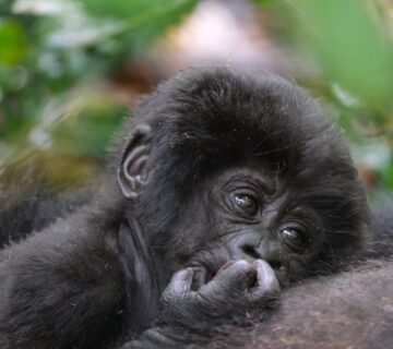 YOUNG GORILLA 360x320