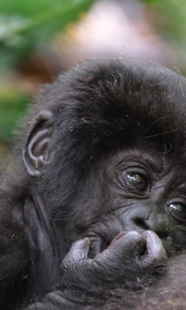 YOUNG GORILLA 600x1000