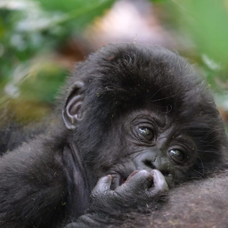 YOUNG GORILLA YOUNG GORILLA