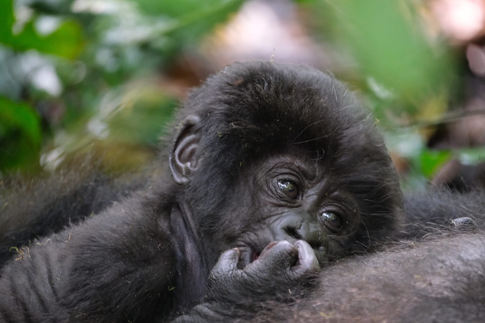 YOUNG GORILLA