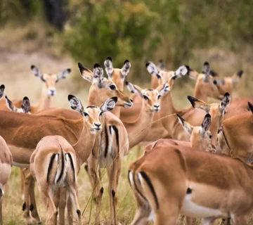 Antelope species found in uganda 360x320