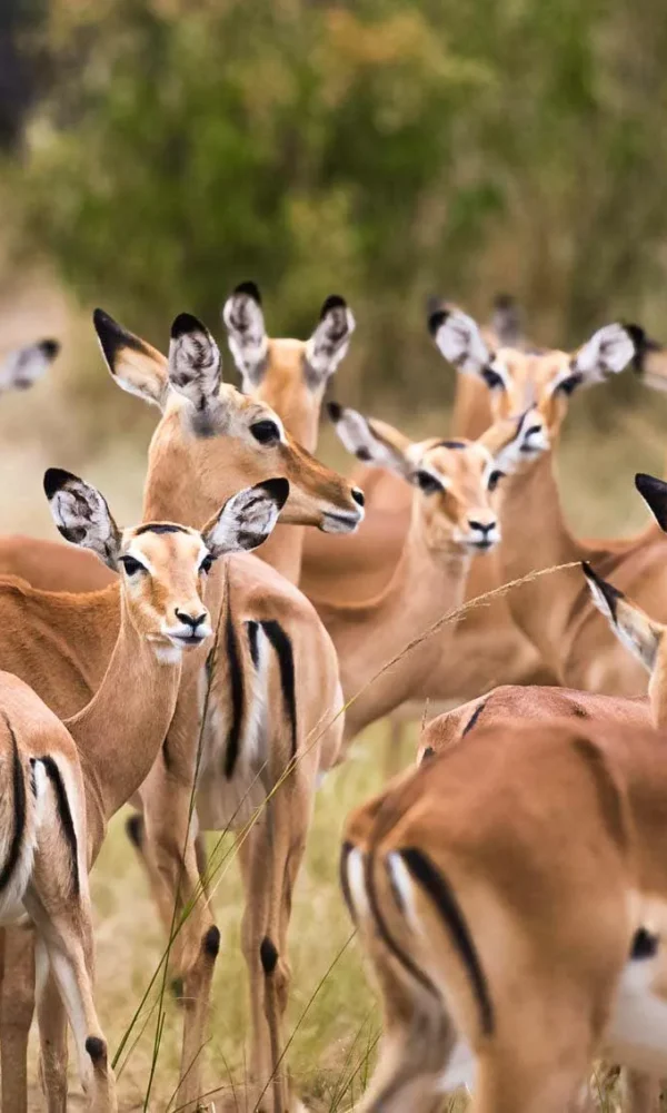 Antelope species found in uganda 600x1000