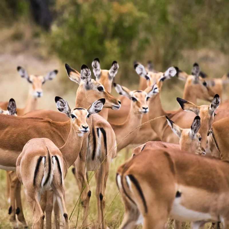 antelope-species-found-in-uganda antelope-species-found-in-uganda