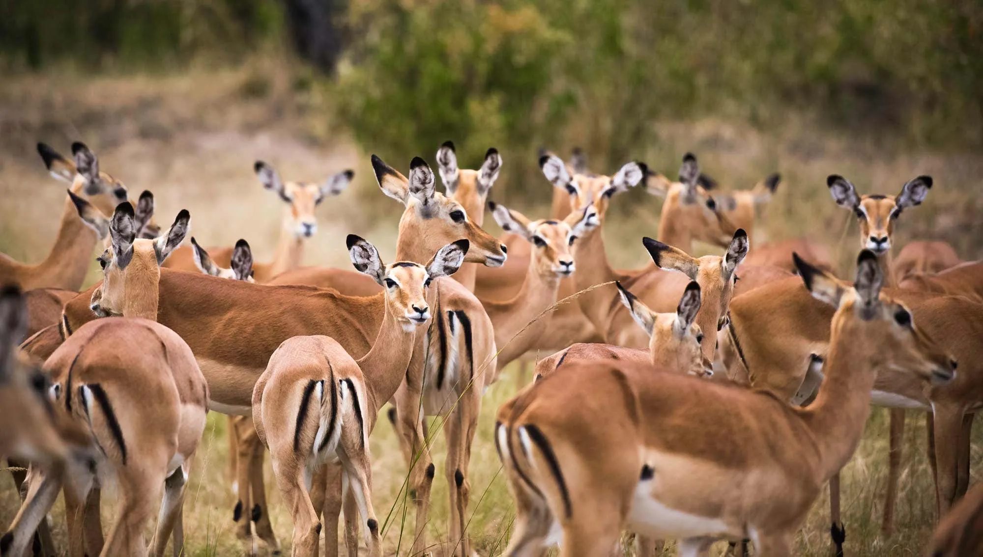 Antelope species found in uganda
