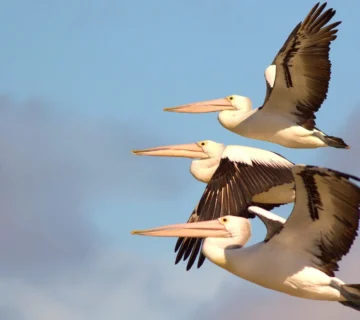 Birdwatching 360x320