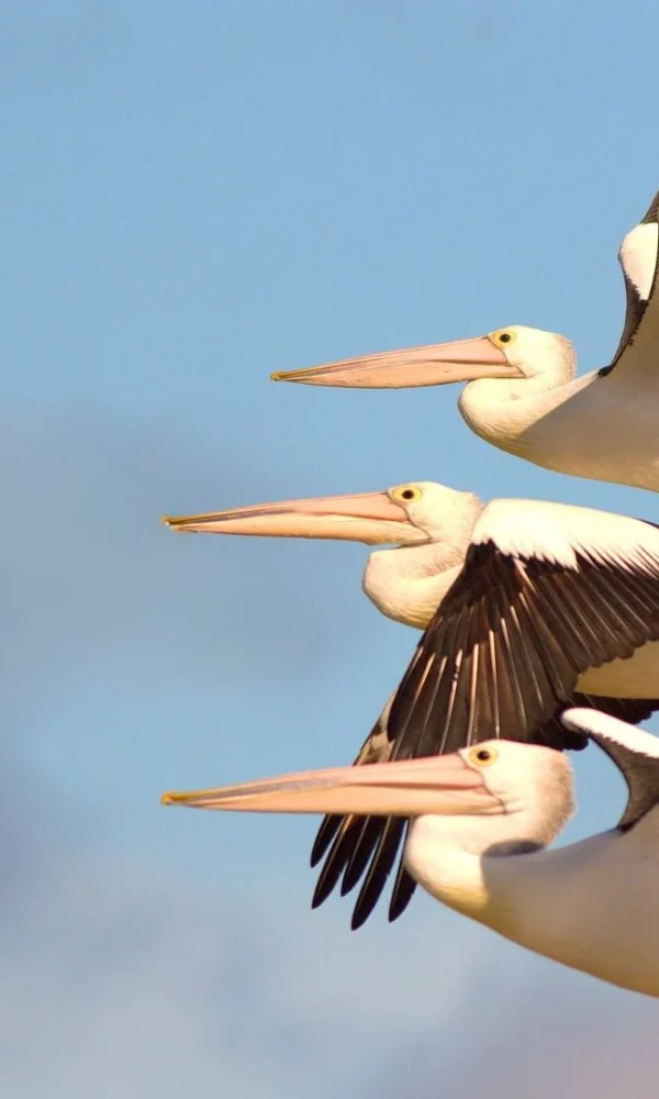 Birdwatching 600x1000