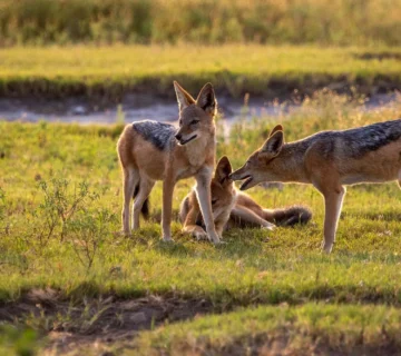 Black backed jackal 360x320