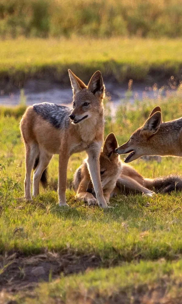Black backed jackal 600x1000