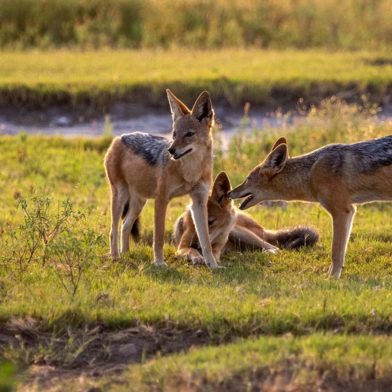 black-backed-jackal black-backed-jackal