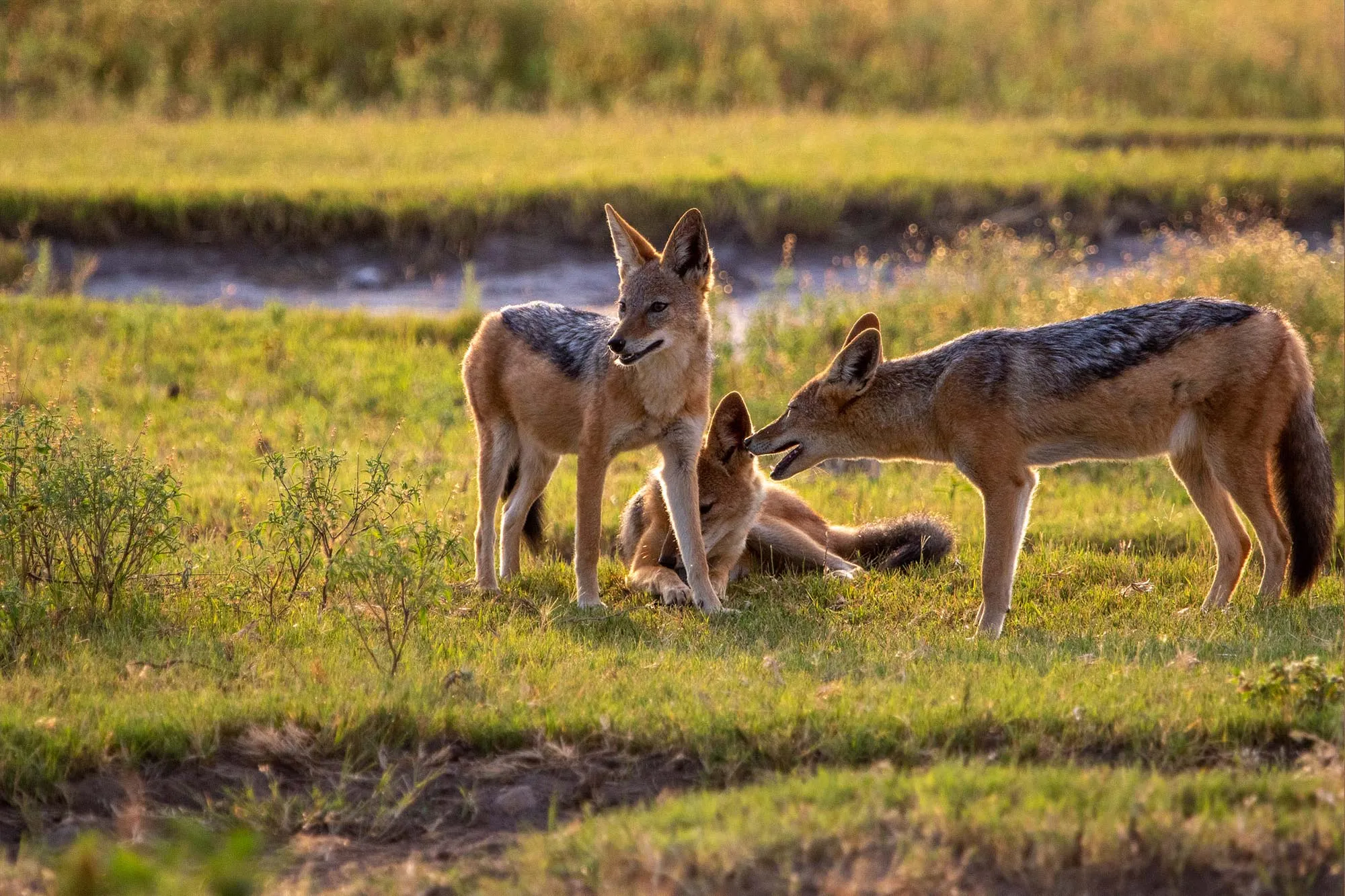 Black backed jackal