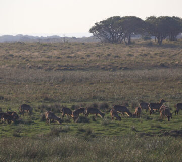 Uganda Wildlife Authority 