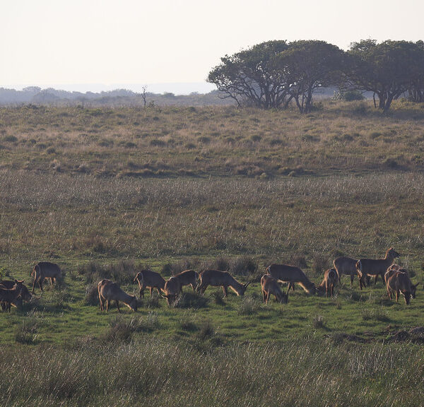Uganda Wildlife Authority 