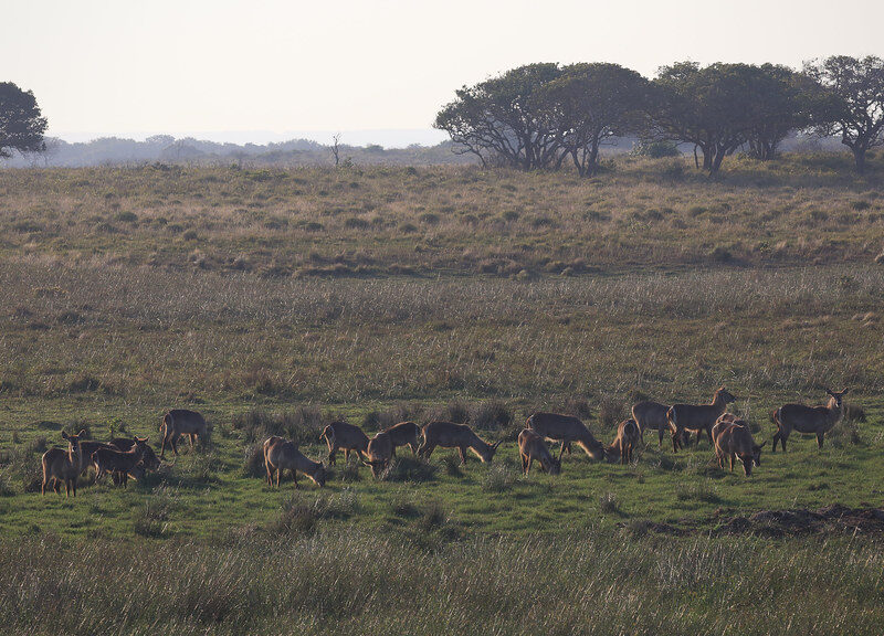 Uganda Wildlife Authority.