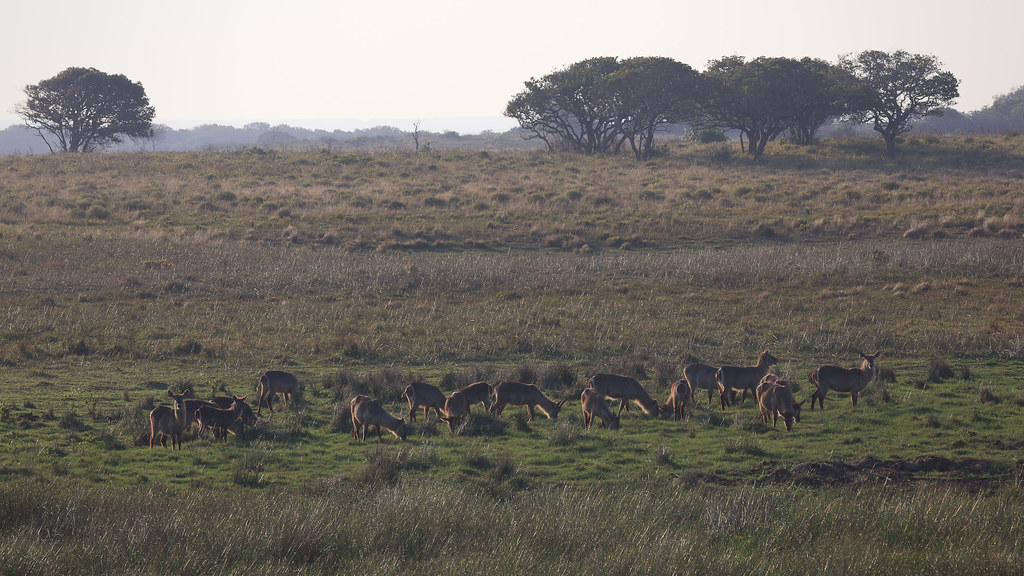 Uganda Wildlife Authority.