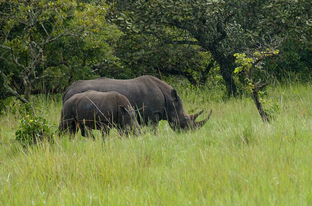 Ziwa Rhino sanctuary Tracks