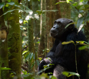The most remarkable thing about chimpanzee tool use is not the tools themselves  It is what they reveal about the cognitive abilities behind them 