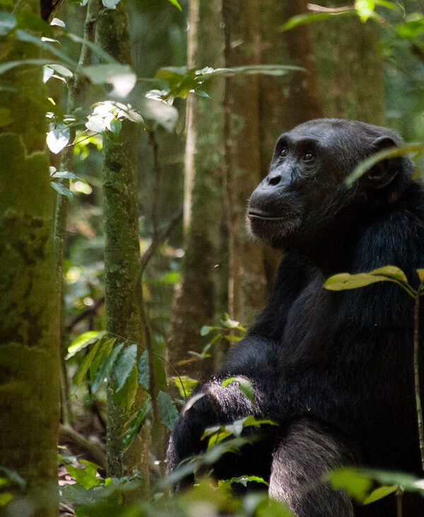 The most remarkable thing about chimpanzee tool use is not the tools themselves  It is what they reveal about the cognitive abilities behind them 