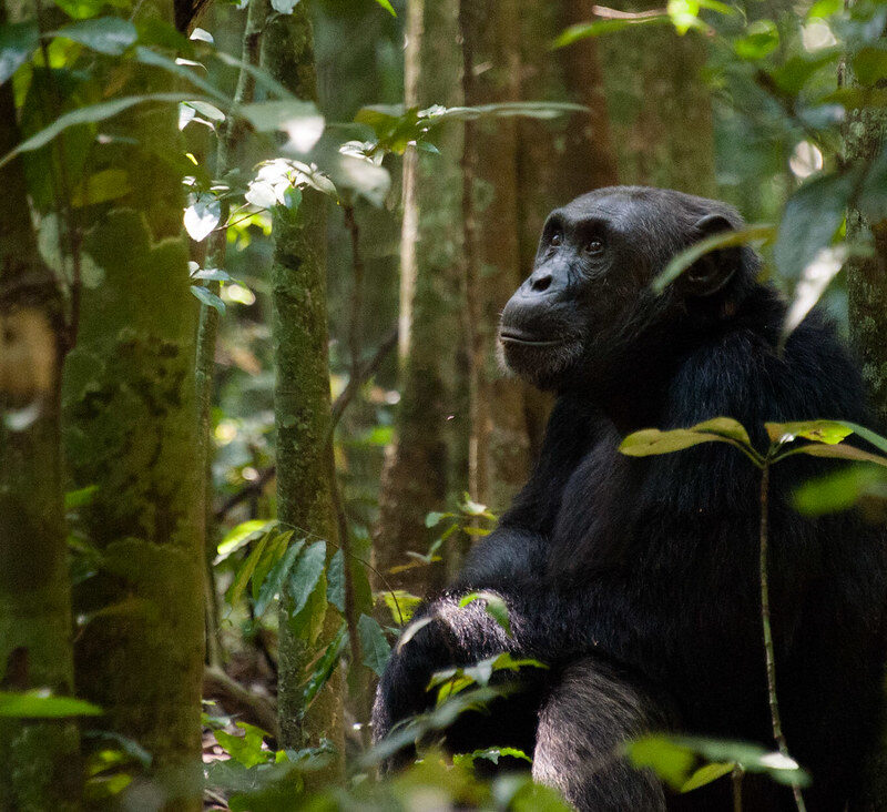 The most remarkable thing about chimpanzee tool use is not the tools themselves. It is what they reveal about the cognitive abilities behind them.