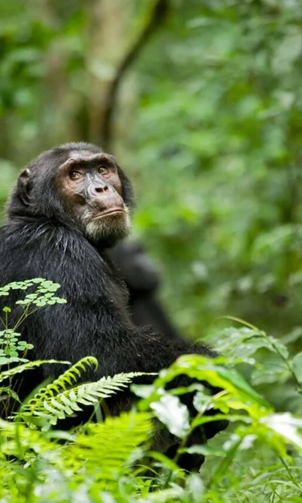 Chimpanzee trekking kibale 600x1000