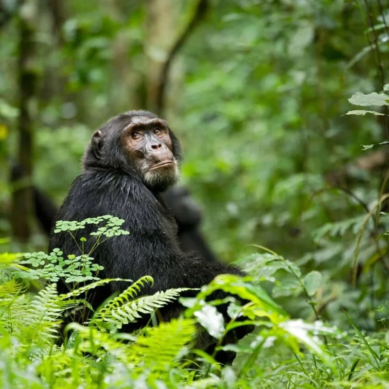 chimpanzee-trekking-kibale
