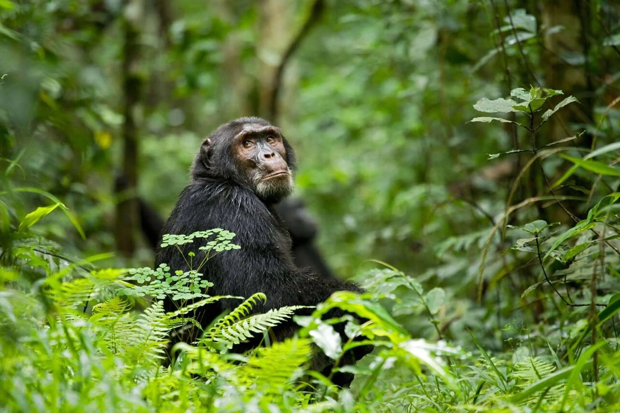 Chimpanzee trekking kibale