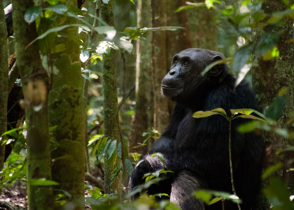 The most remarkable thing about chimpanzee tool use is not the tools themselves  It is what they reveal about the cognitive abilities behind them 