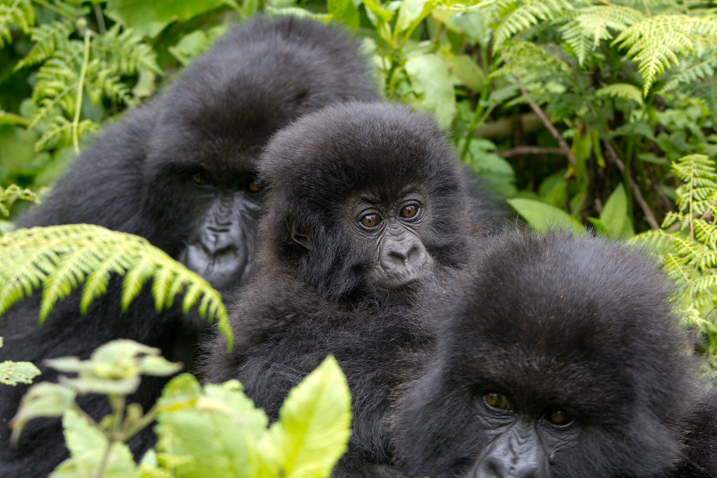 How Gorilla Families Split and What It Means for Trek Permits