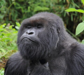 Why Some Gorilla Families Are More Difficult to Trek Than Others