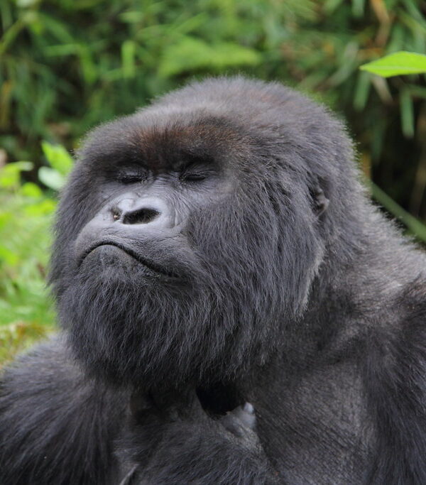 Why Some Gorilla Families Are More Difficult to Trek Than Others