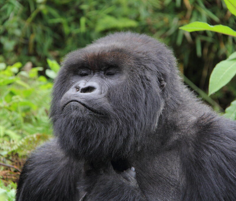 Why Some Gorilla Families Are More Difficult to Trek Than Others Why Some Gorilla Families Are More Difficult to Trek Than Others