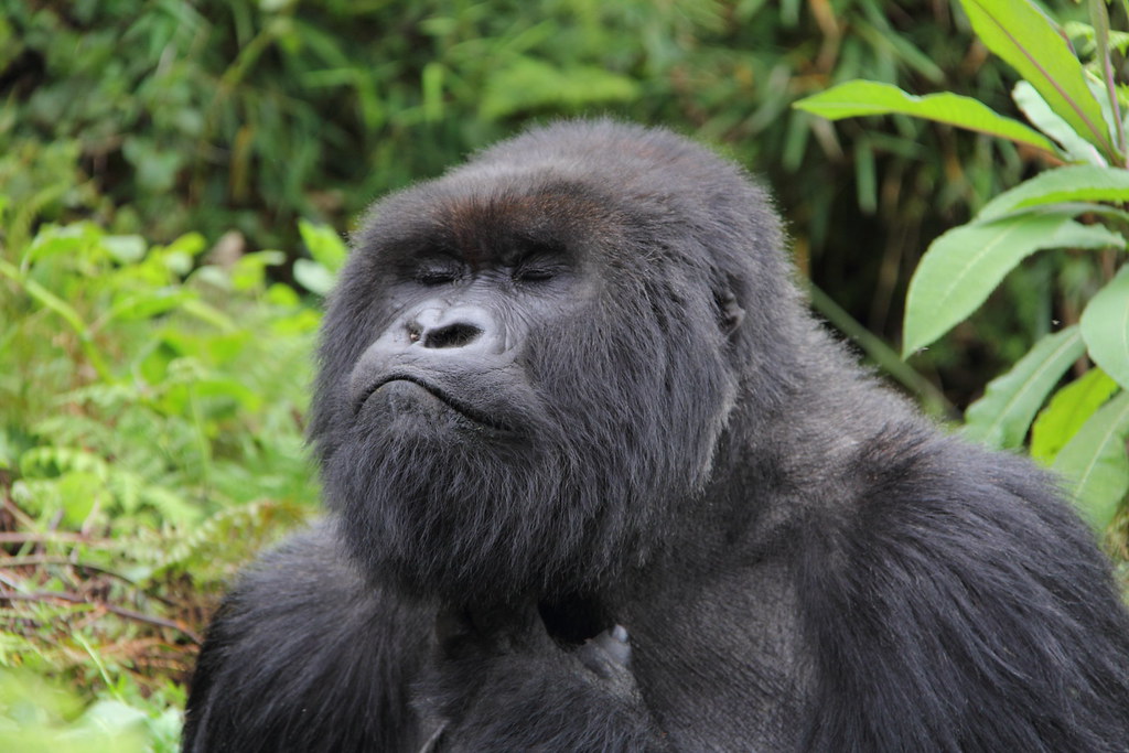Why Some Gorilla Families Are More Difficult to Trek Than Others