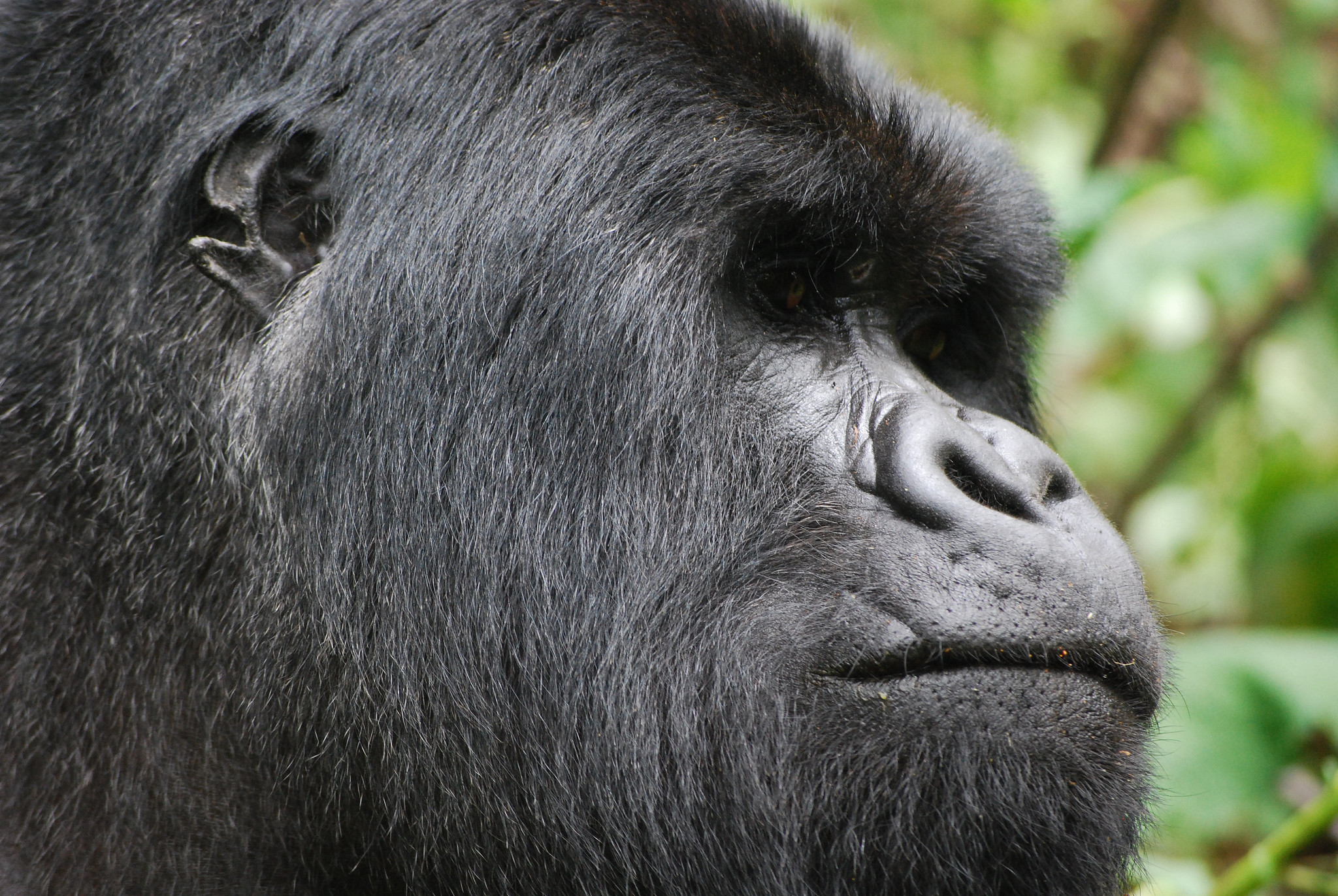 Why Some Gorilla Families Are More Difficult to Trek Than Others